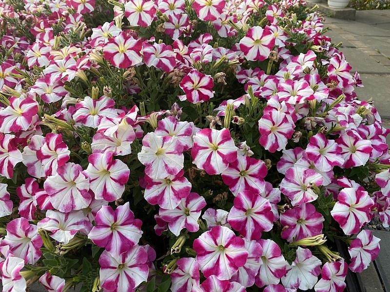 Партнер Петуния серия "Итальянка" АГНЕССА F1 /многоцветковая каскадная бело-розовая ^(5шт в амп), изображение 3