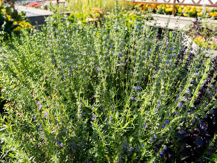 Партнер Иссоп ЛЕКАРЬ ^(0,5г), изображение 2