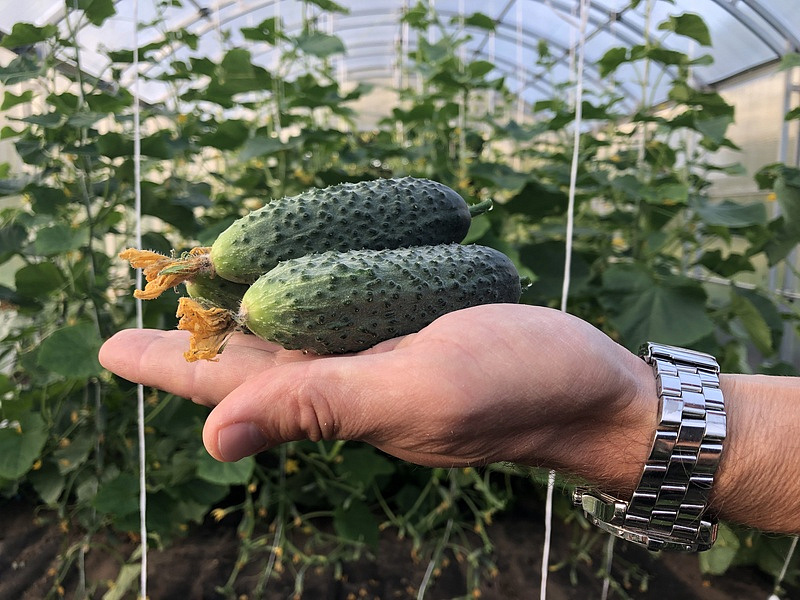 Партнер Огурец ГОША F1 ^(5шт), изображение 3