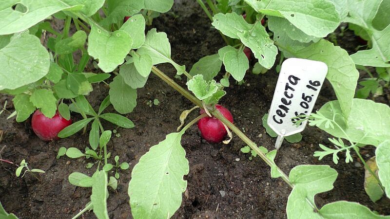 Партнер Редис СЕЛЕСТА F1 ^(1г), изображение 1