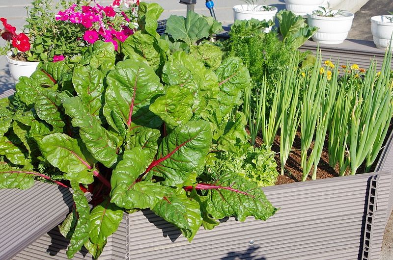 Партнер Мангольд КРАСНЫЙ ^(1г), изображение 3