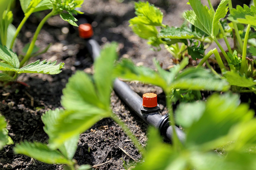 Микродождевой полив кустарников и деревьев Жук 40 растений, изображение 3