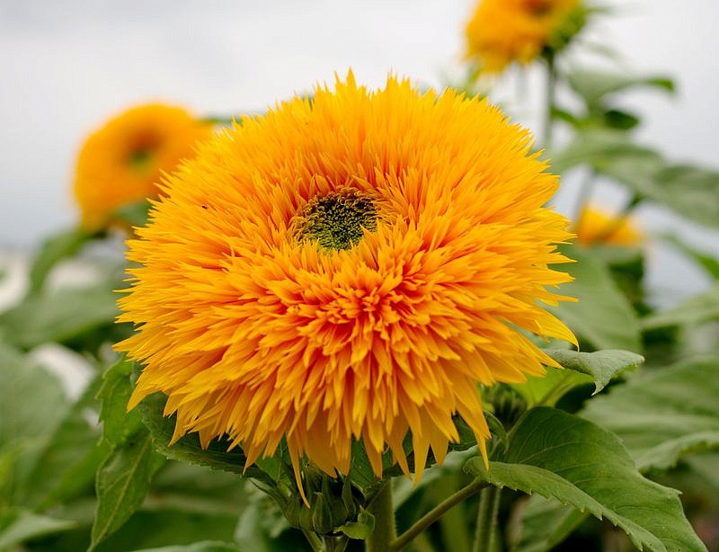 Партнер Подсолнечник F1 декоративный ДАБЛ ДЕЛАЙТ ^(10шт) 2-ной пак, изображение 2