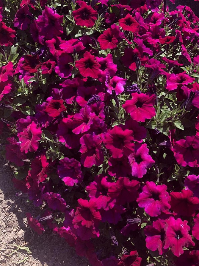 Партнер Петуния серия "Ма Шери" ПАТРИЦИЯ F1 / многоцветковая полуампельная^(5шт в амп), изображение 1