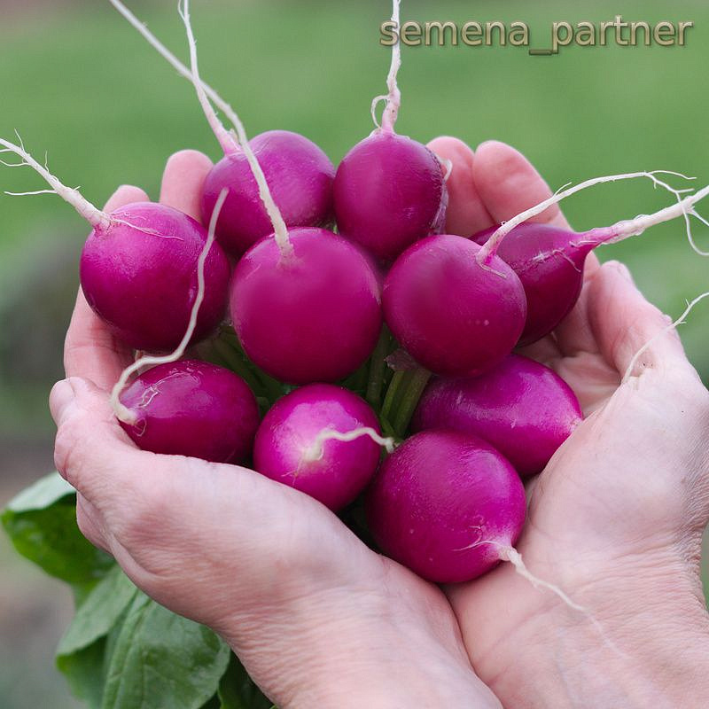 Партнер Редис ВИОЛЕТТА ^(2г), изображение 2