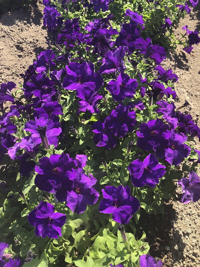 Партнер Петуния серия "Супремо" ФЛОРЕНЦА F1 / крупноцветковая полуампельная^(5шт в амп), изображение 1