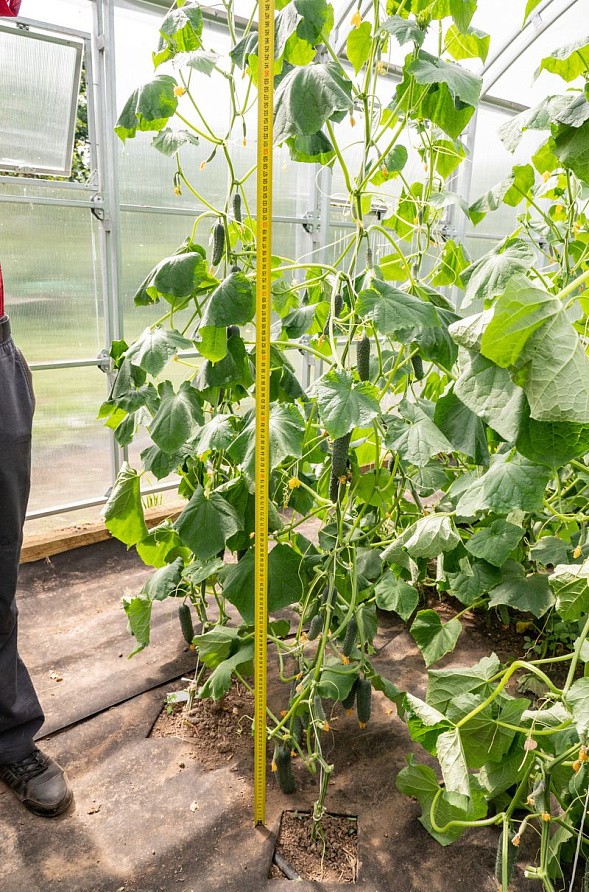 Партнер Огурец ГУННАР F1 ^(5шт), изображение 1