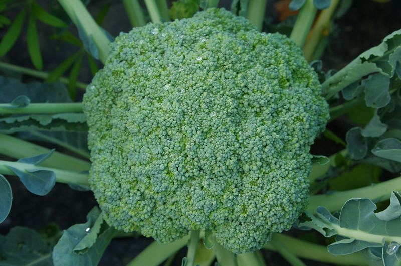 Партнер Капуста брокколи БАТАВИЯ F1 ^(10шт в амп), изображение 1