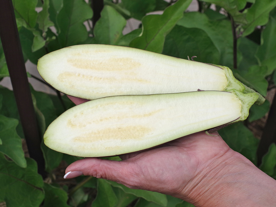 Партнер Баклажан СЕВЕРНЫЙ ИНДИГО F1 ^(10шт) 2-ной пак, изображение 6