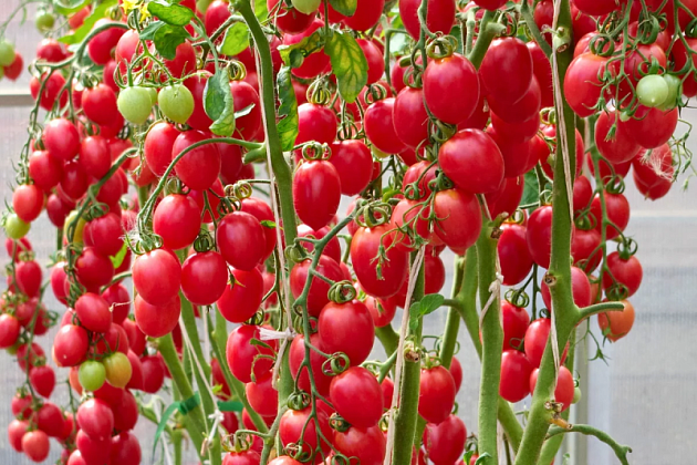 Томат Малиновое пламя F1