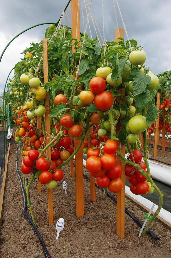 Партнер Томат ЛИРИКА F1 ^(0,1г) 2-ной пак, изображение 3