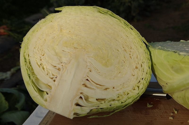 Партнер Капуста б/к ОРИОН F1 ^(0,2г в амп), изображение 3