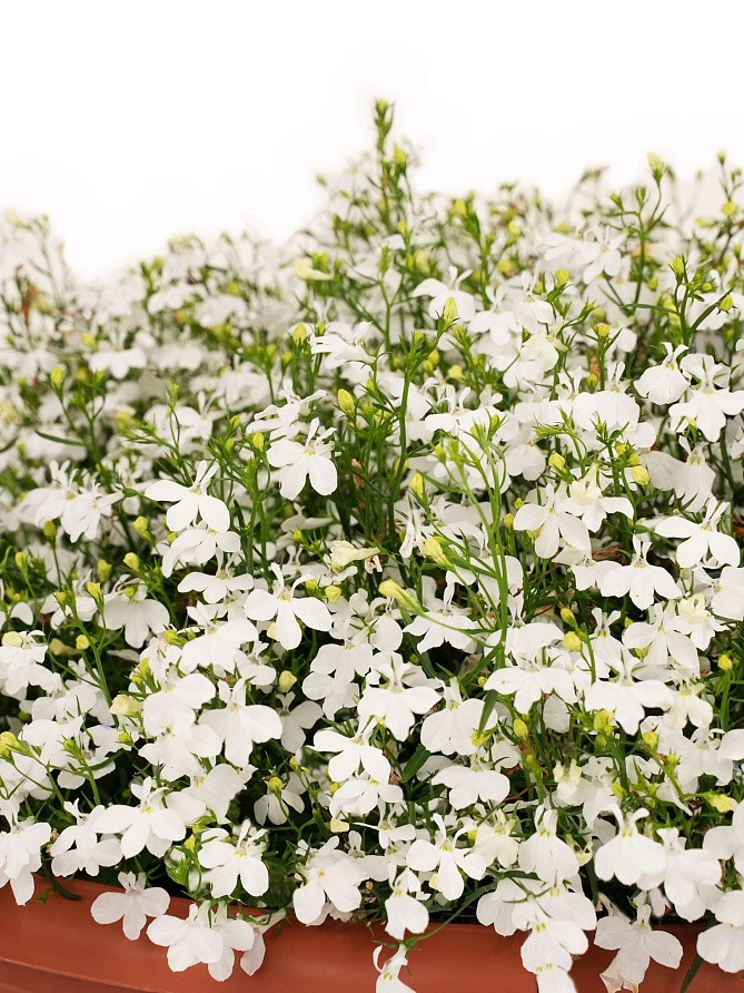 Партнер Лобелия ампельная РЕГАТТА УАЙТ ^(10шт в амп), изображение 2