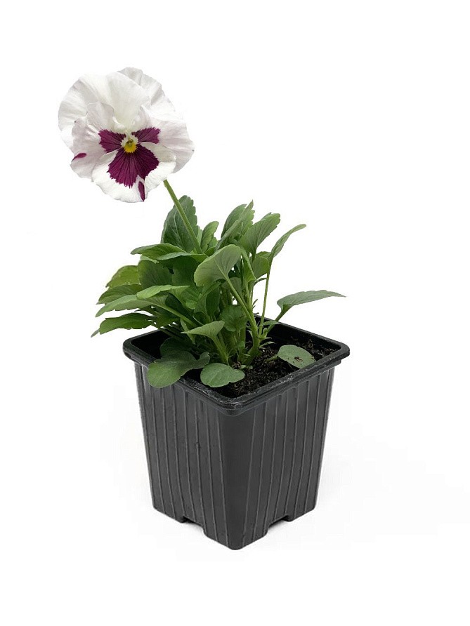 Рассада Виола БАХРОМЧАТАЯ в ассортименте 0,5л, изображение 1