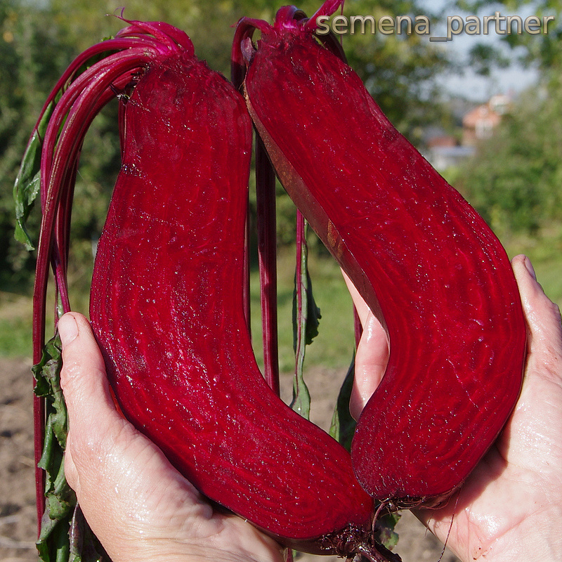 Партнер Свекла ТАУНУС F1 ^(1г), изображение 3