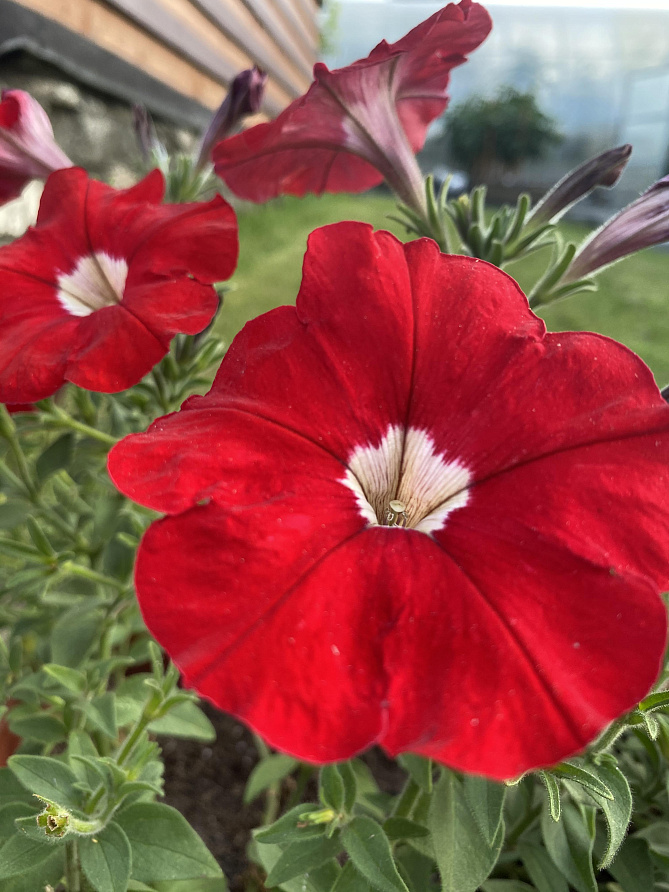 Партнер Петуния серия "Итальянка" КЛАРЕТТА F1 / многоцветковая каскадная^(5шт в амп), изображение 3