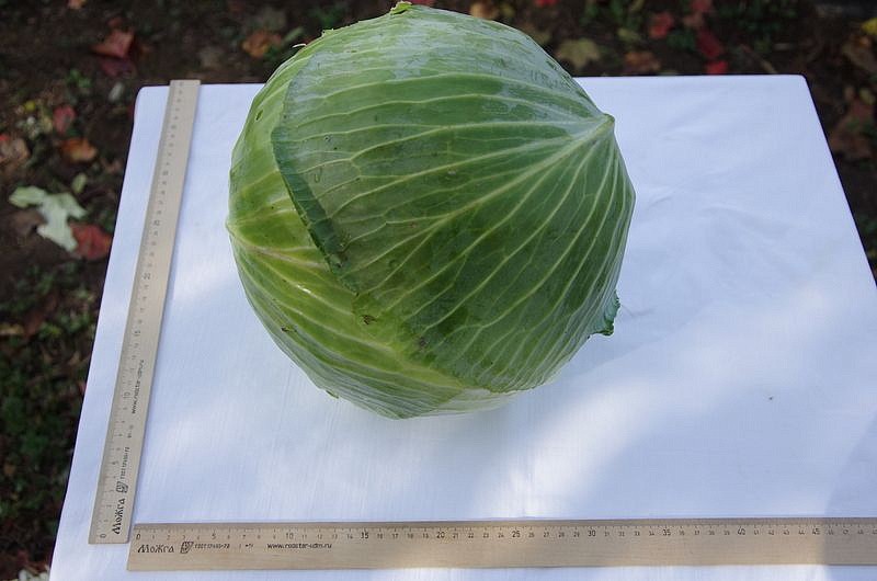 Партнер Капуста б/к КИЛАТОН F1 ^(10шт в амп), изображение 2