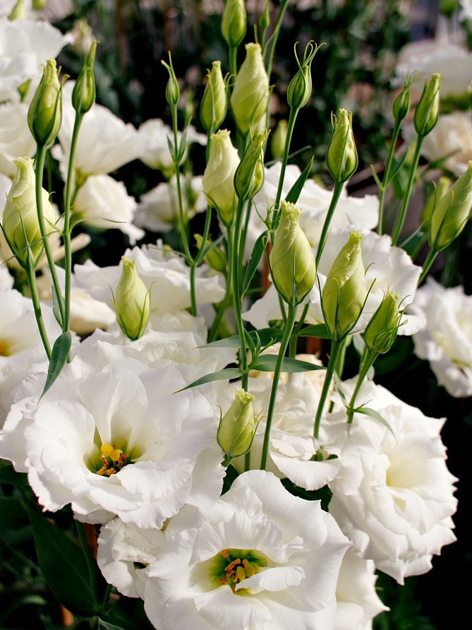 Партнер Эустома F1 срезочная махровая МАДАМ ЛОРЕН ^(5шт в амп), изображение 2