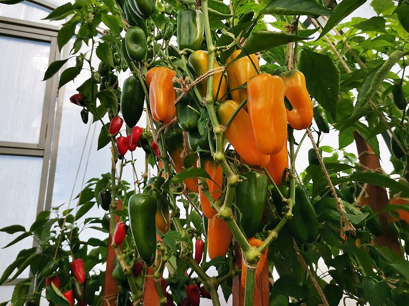 Партнер Перец КЕША F1 ^(5шт) 2-ной пак, изображение 1