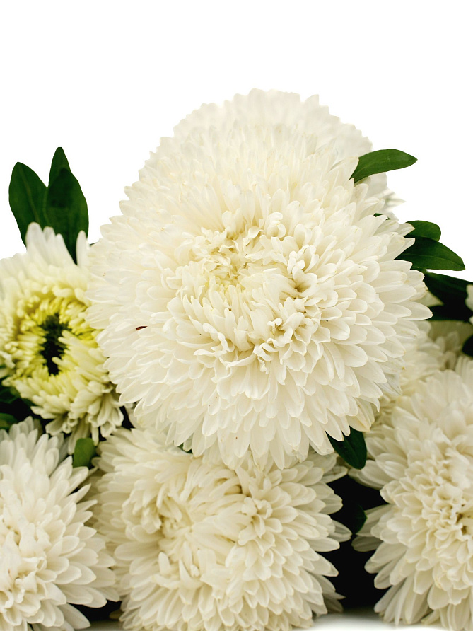 Партнер Астра китайская СВАДЕБНЫЙ ВАЛЬС ^(5шт в амп), изображение 1