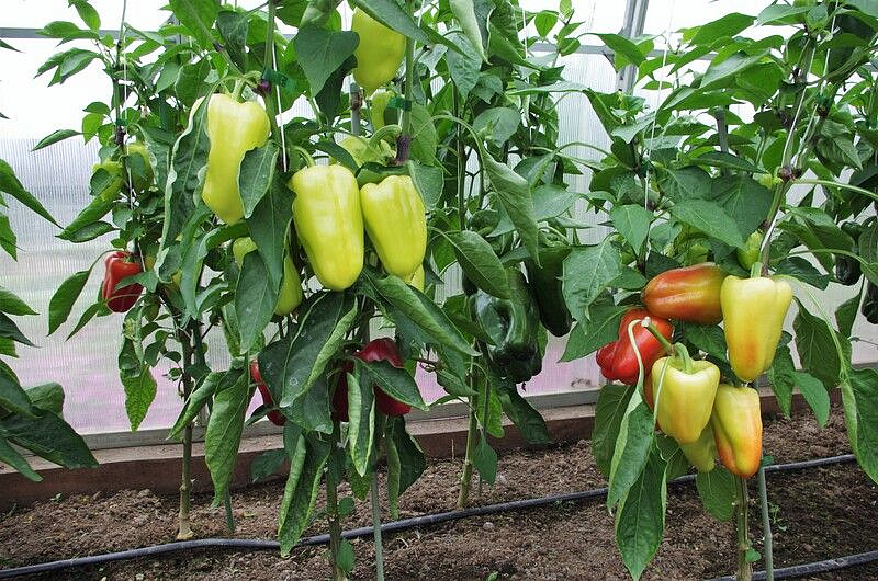 Партнер Перец ТЕМП F1 ^(10шт) 2-ной пак, изображение 3