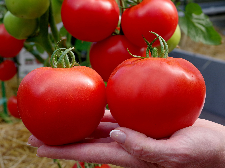 Партнер Томат КОЛОРИТ F1 ^(5шт) 2-ной пак, изображение 2