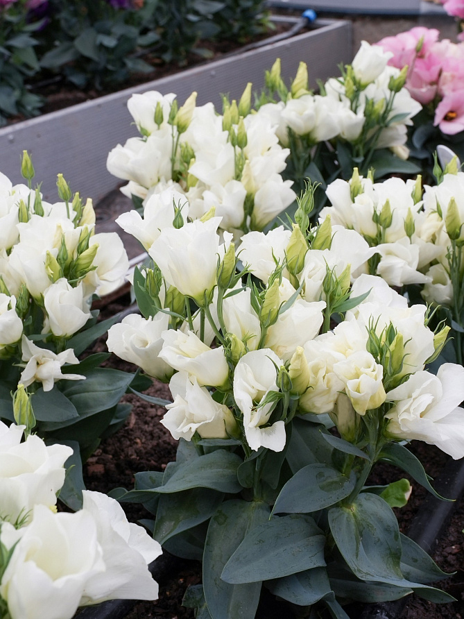 Партнер Эустома F1 карликовая МИСС ЭБОНИ БЬЮТИ ^(5шт в амп), изображение 4