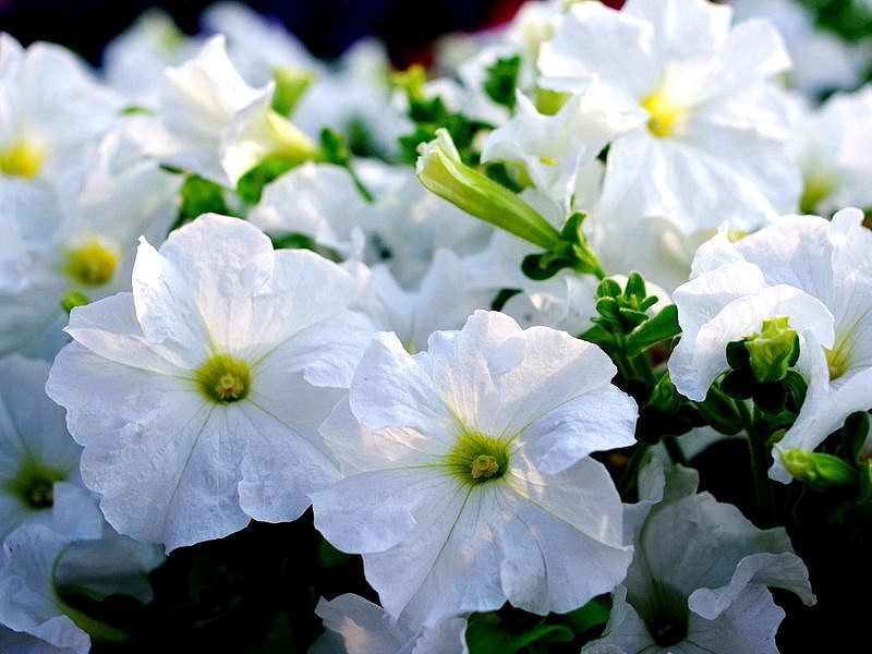 Партнер Петуния серия "Супремо" ИЗАДОРА F1 / крупноцветковая полуампельная^(5шт в амп), изображение 1