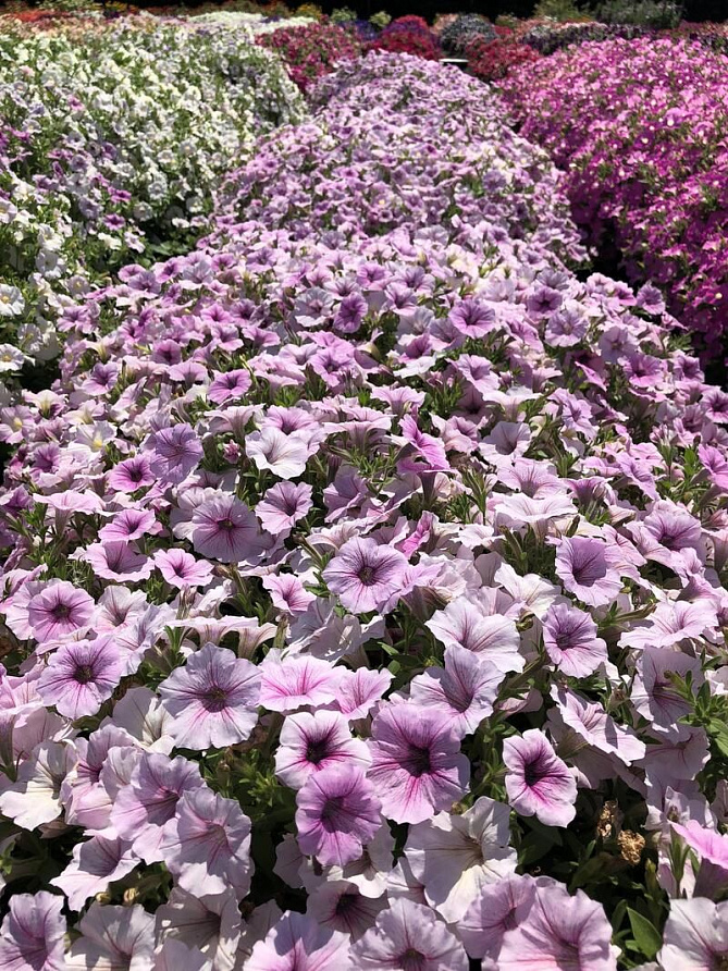 Партнер Петуния серия "Лагуна" ЛИЗЕТТА F1 /многоцветковая (мини) каскадная фиолетов лед ^(5шт в амп), изображение 1