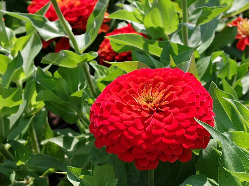 Партнер Цинния F1 САНГРИЯ / георгиновидная ^(4шт) , изображение 1