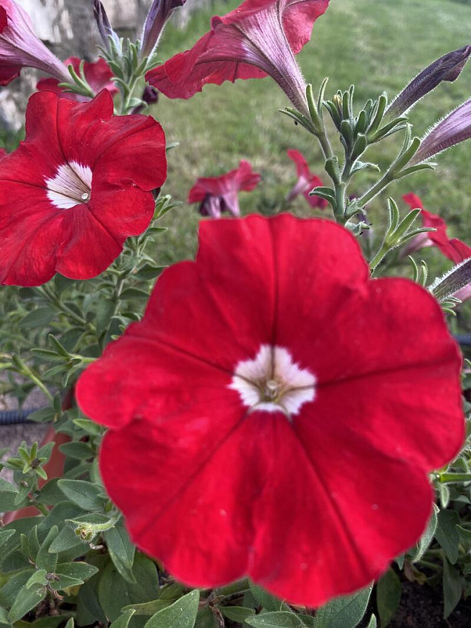 Партнер Петуния серия "Итальянка" КЛАРЕТТА F1 / многоцветковая каскадная^(5шт в амп), изображение 2