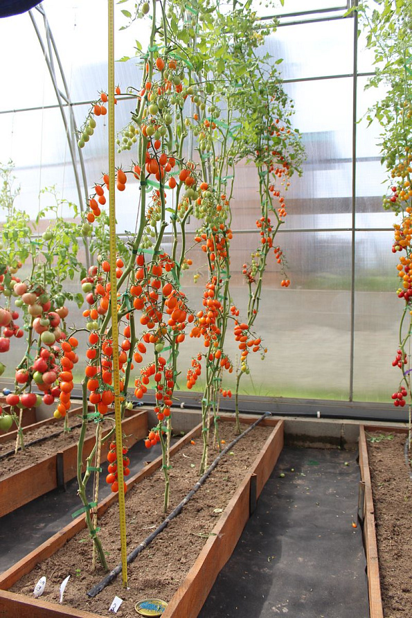 Партнер Томат Черри ЛЯ МУР F1 ^(5шт) 2-ной пак, изображение 10