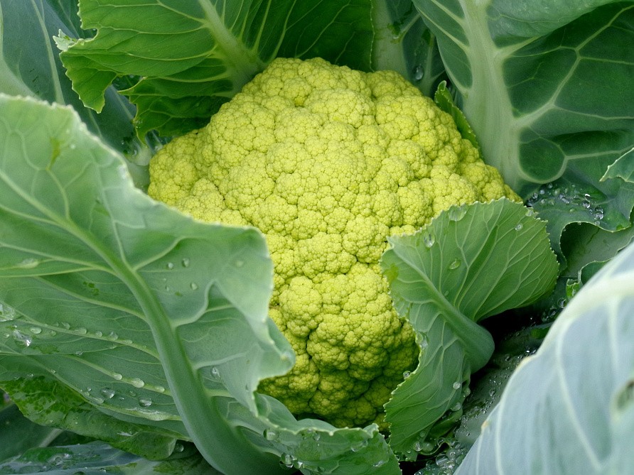 Партнер Капуста цветная ГРИН ШТОРМ F1 ^(10шт в амп), изображение 3