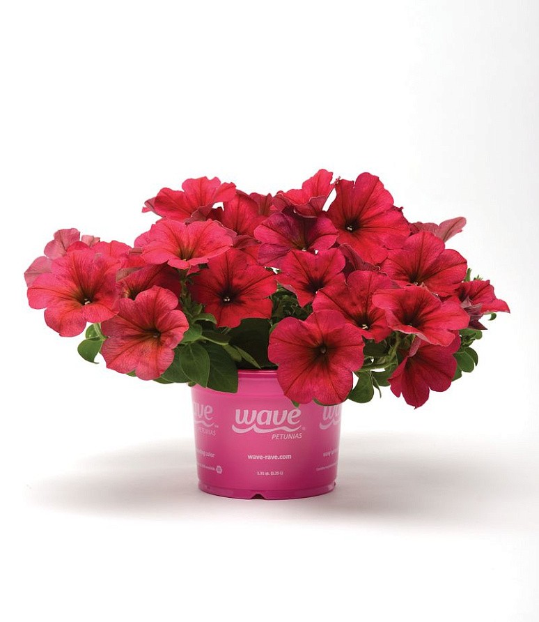 Партнер Петуния F1 серия ИЗИ ВЭЙВ БЕРРИ ВЕЛЮР/ многоцветковая каскадно-ампельная ^(5шт в амп), изображение 1