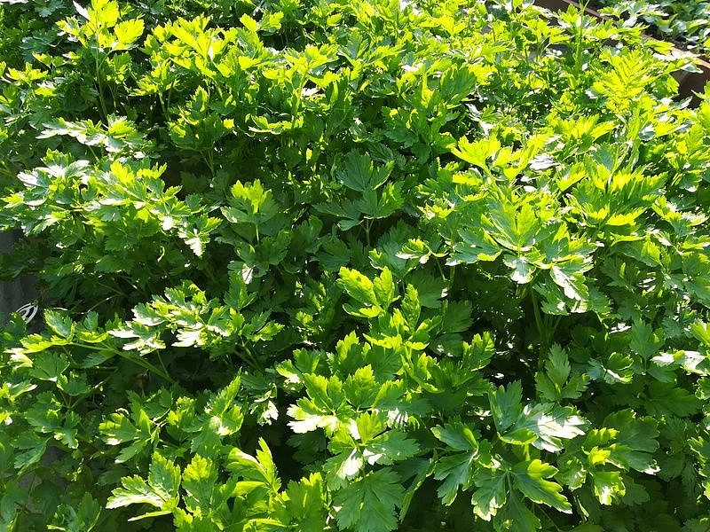 Партнер Петрушка листовая РИАЛТО ^(2г), изображение 1