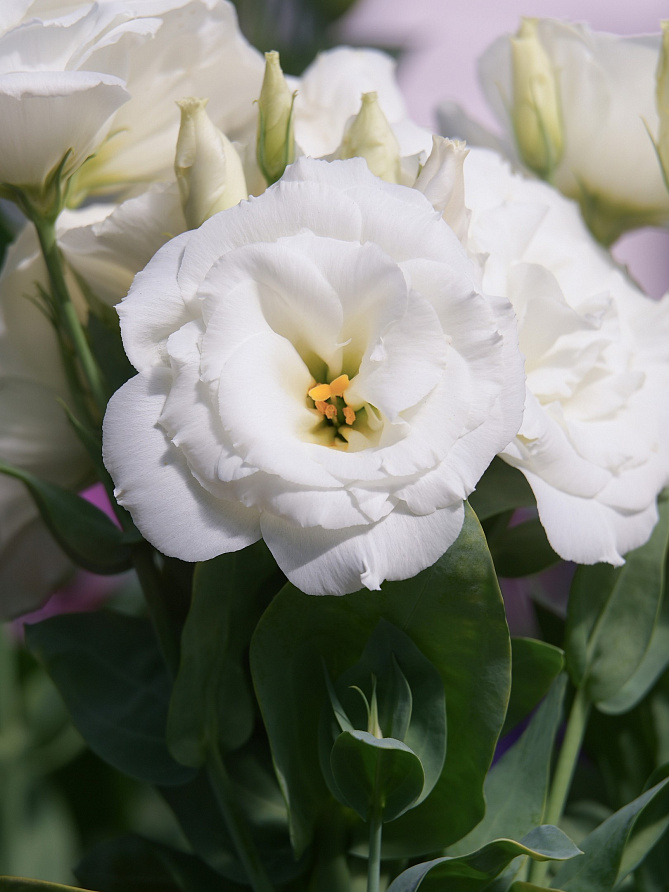 Партнер Эустома F1 карликовая махровая ЛЕДИ БЭНКС ^(5шт в амп), изображение 2