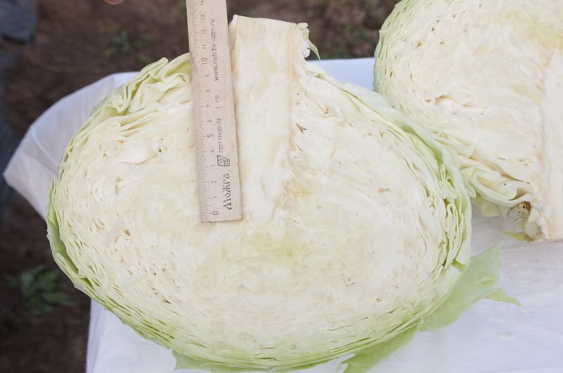 Партнер Капуста б/к МИШУТКА F1 ^(0,2г в амп), изображение 4