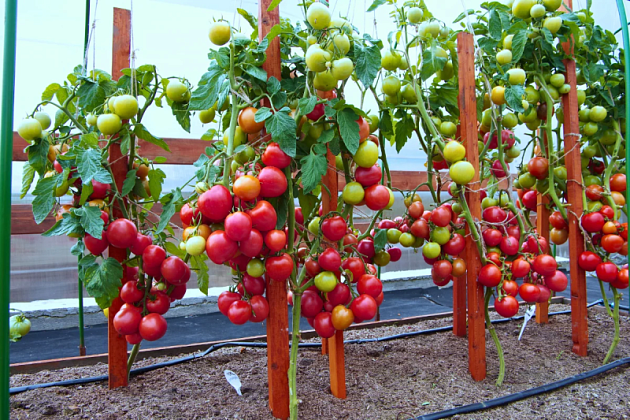 Томат Лимеренс F1