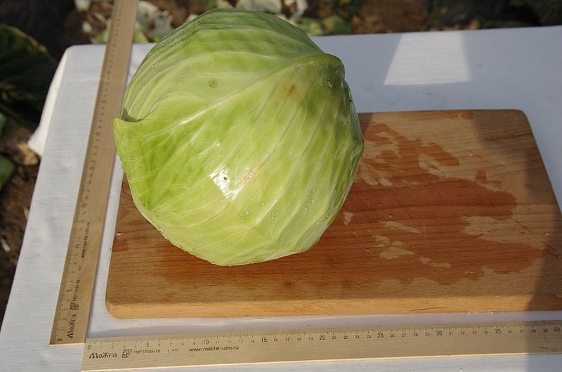 Партнер Капуста б/к ДУБЛЕР F1 ^(0,2г в амп), изображение 2