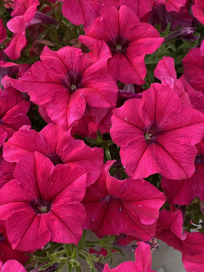 Партнер Петуния серия "Кэнди" ФРЕДЕРИКА F1 / крупноцветковая прямостоячая^(5шт в амп), изображение 4