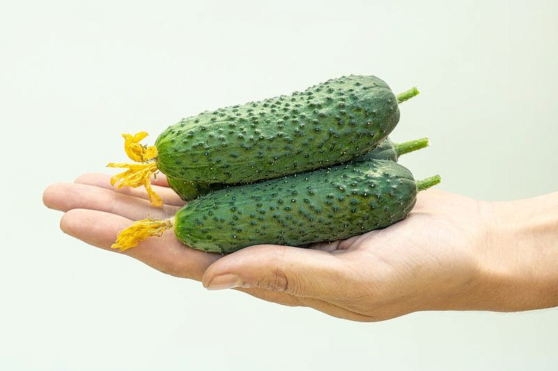 Партнер Огурец БЬЕРН F1 ^(5шт), изображение 3