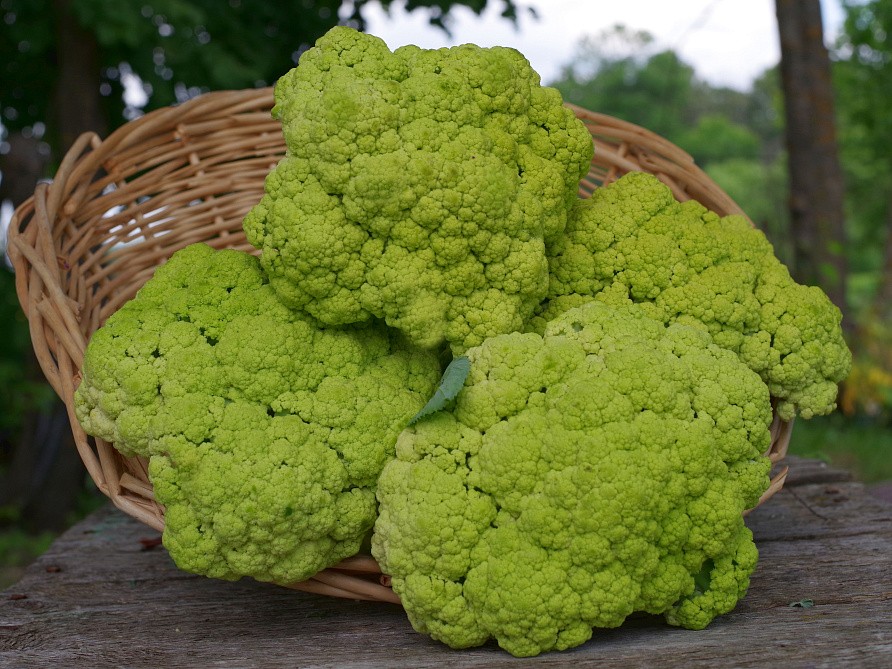 Партнер Капуста цветная ГРИН ШТОРМ F1 ^(10шт в амп), изображение 2