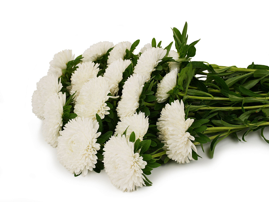 Партнер Астра китайская СВАДЕБНЫЙ ВАЛЬС ^(5шт в амп), изображение 2