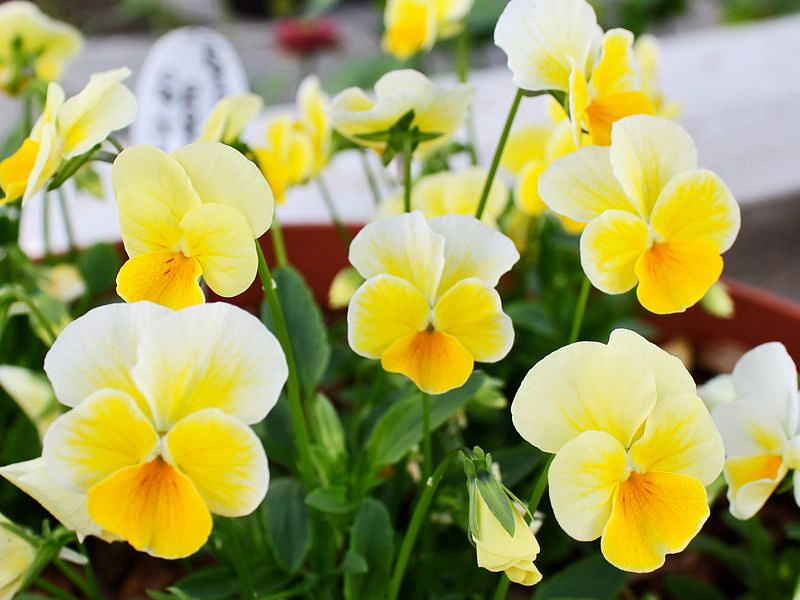 Партнер Виола F1 серия "Соблазн" ЗОЛОТО НИБЕЛУНГОВ ^(10шт) 2-ной пак, изображение 1