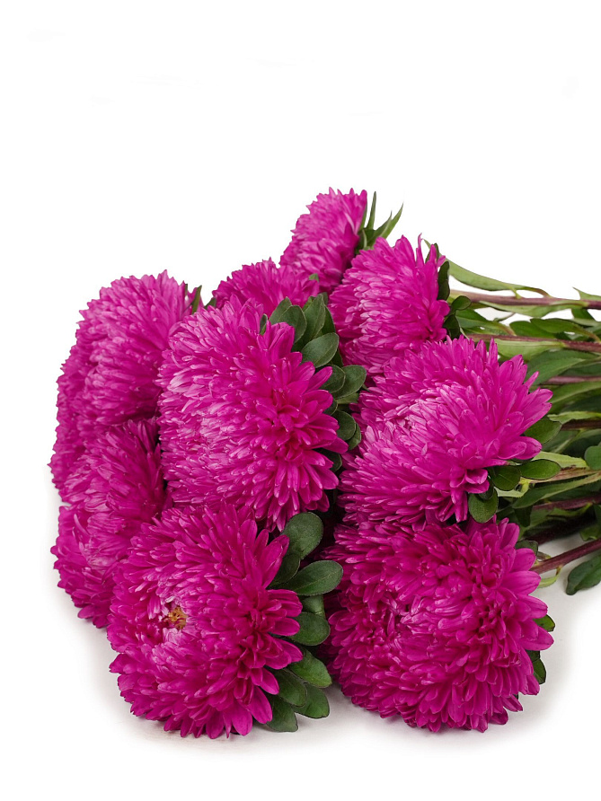 Партнер Астра китайская ДАМСКИЙ РОМАН ^(5шт в амп), изображение 2