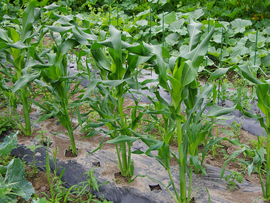 Партнер Кукуруза САММЕР СВИТ F1 ^(3г), изображение 1