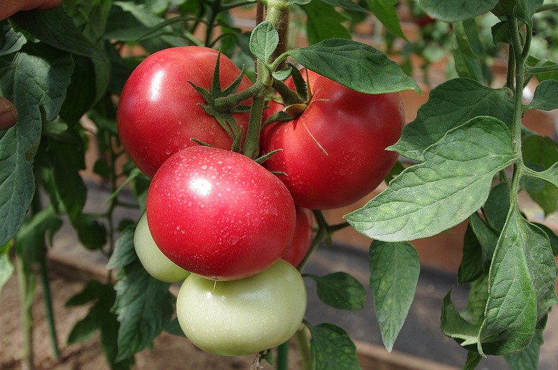 Партнер Томат СПАРТАНЕЦ F1 ^(5шт) 2-ной пак, изображение 2