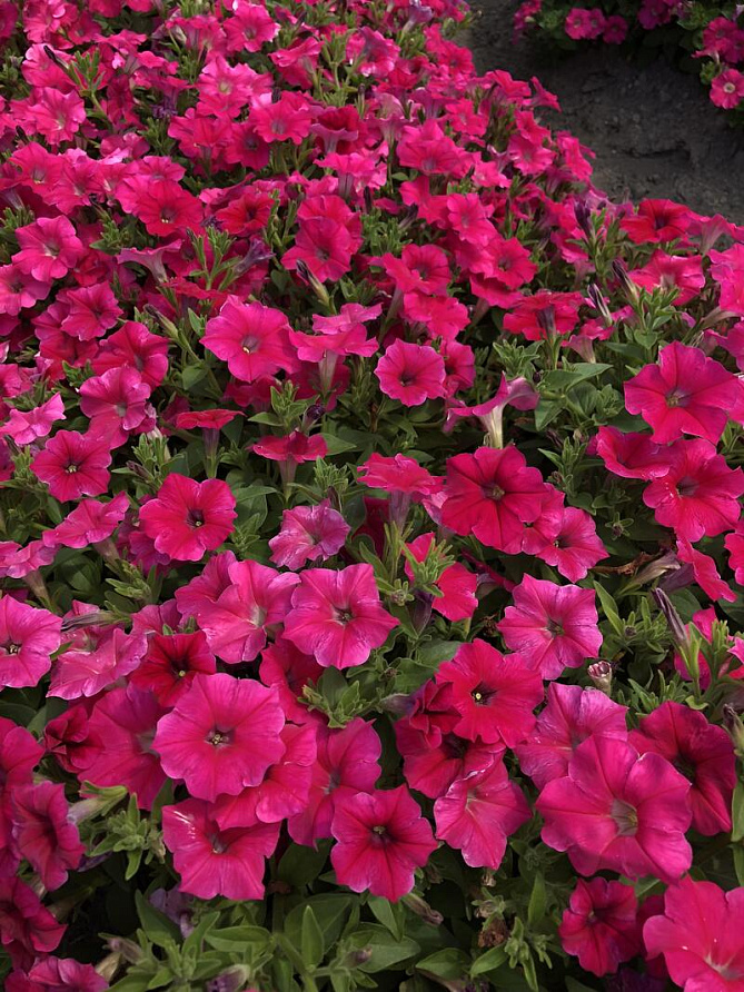 Партнер Петуния серия "Амбре" РОЗЕТТА F1 / многоцветковая каскадная^(5шт в амп), изображение 1