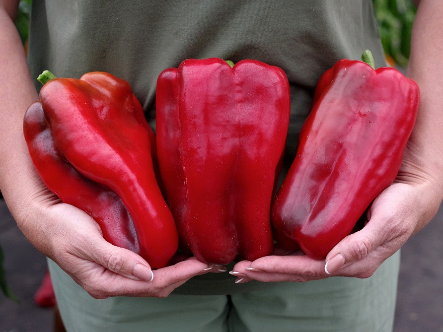 Партнер Перец ЛИВАДИЯ F1 ^(5шт) 2-ной пак, изображение 6