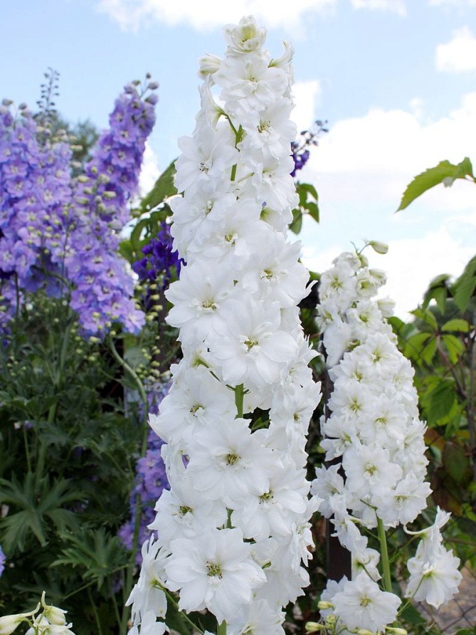 Партнер Дельфиниум F1 новозеландский ИННОСЕНС ^(3шт), изображение 6